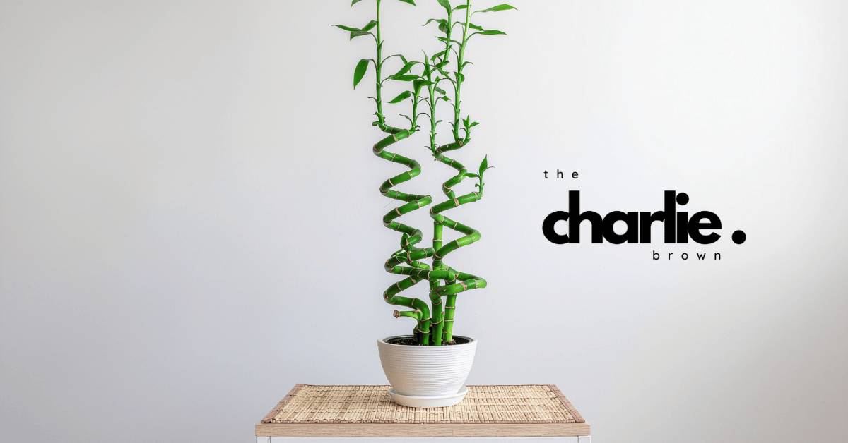 The Unofficial Guide to Communicating with Houseplants